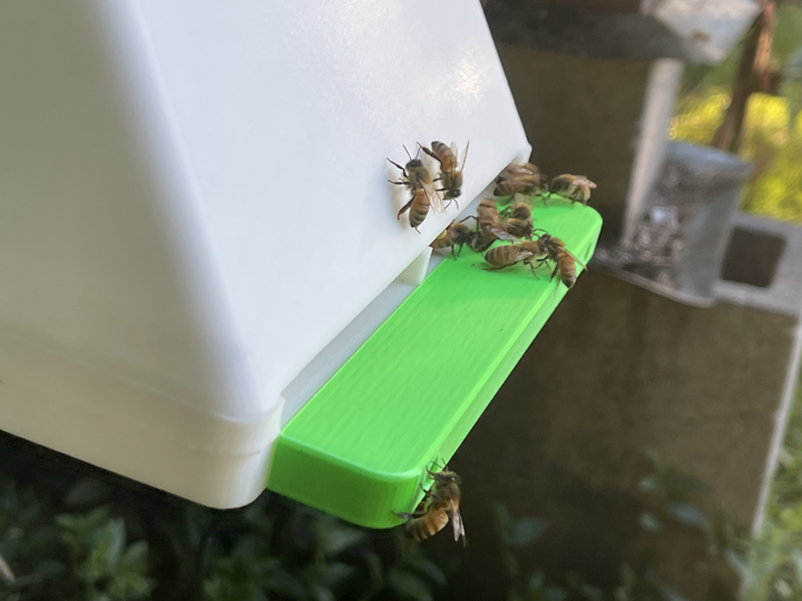 Why count bees?