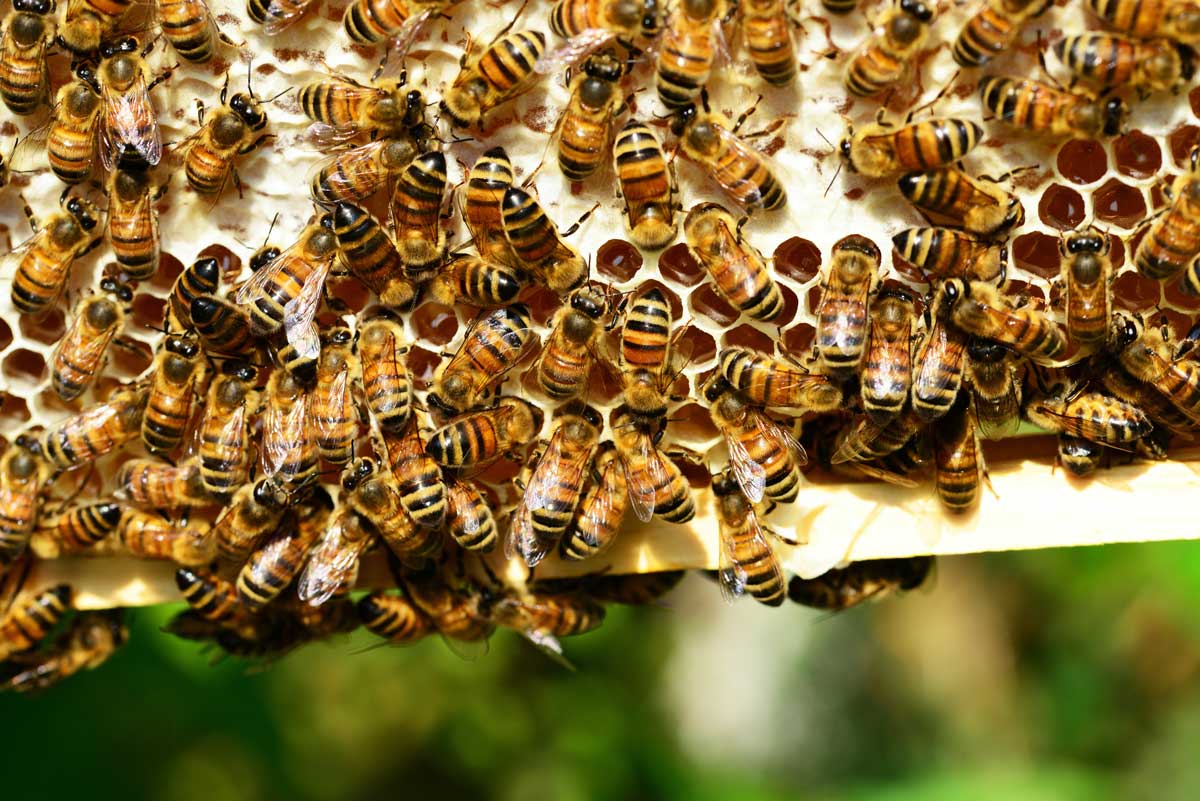 Bees on honeycomb