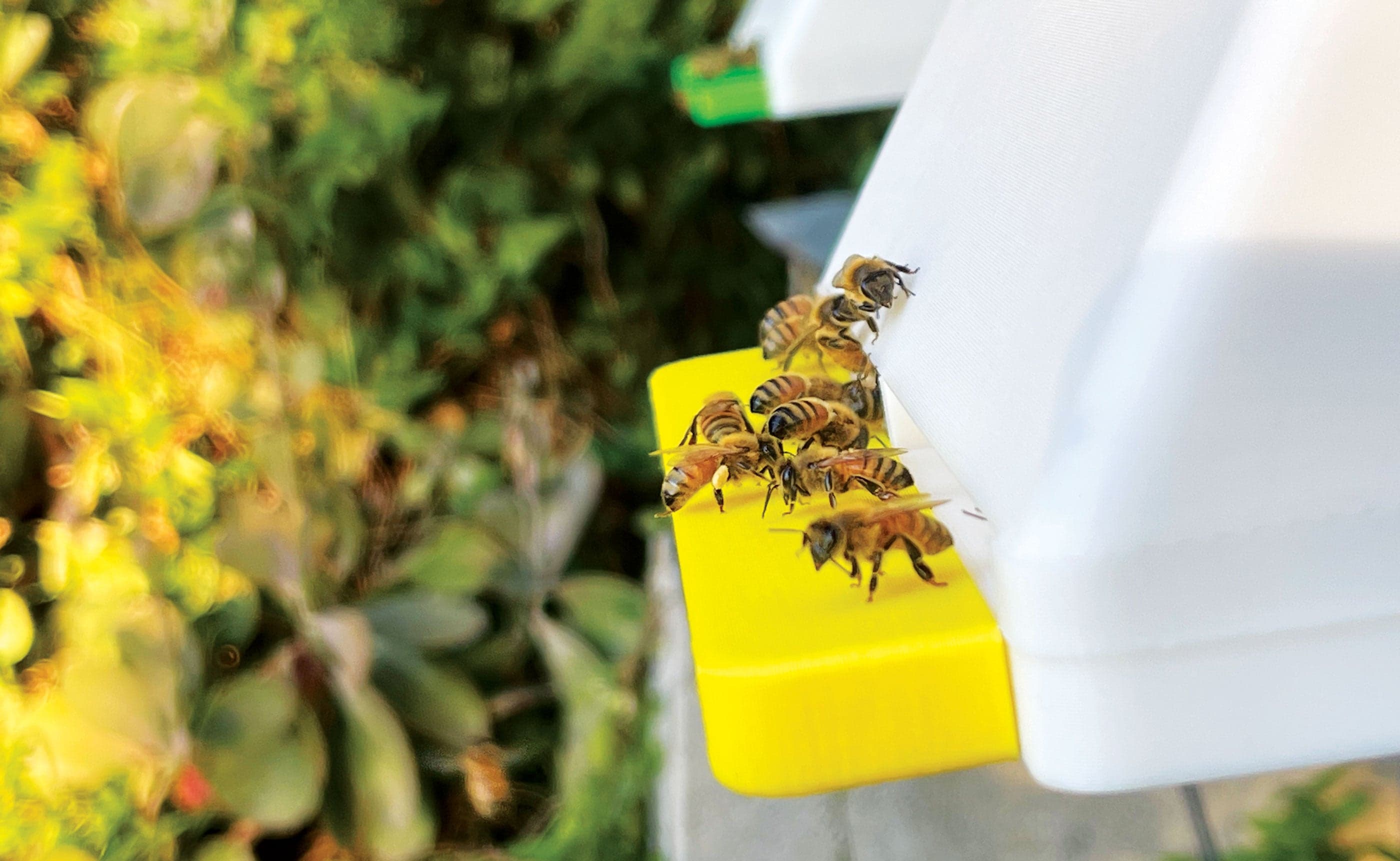 A BeeMate smart hive entrance installed on a beehive