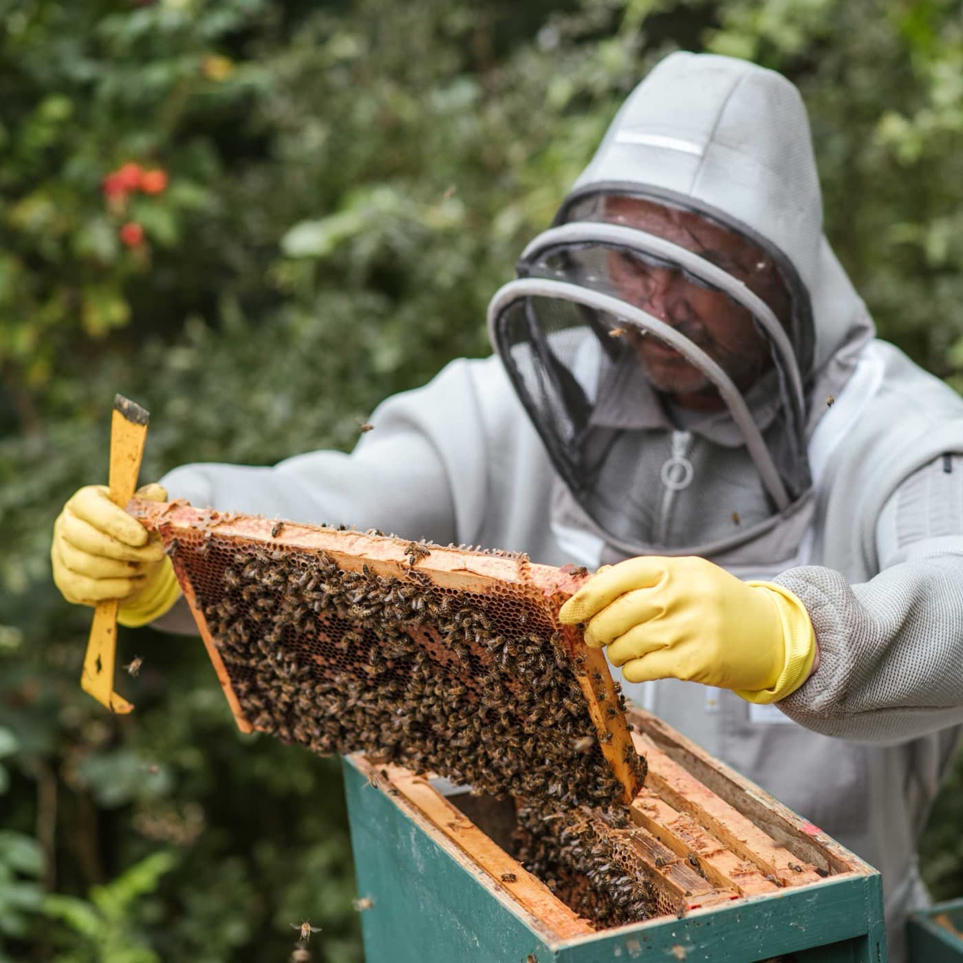Close-up of bees at work